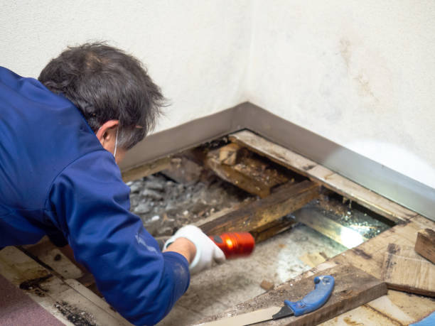 Attic Mold Removal in Waianae, HI