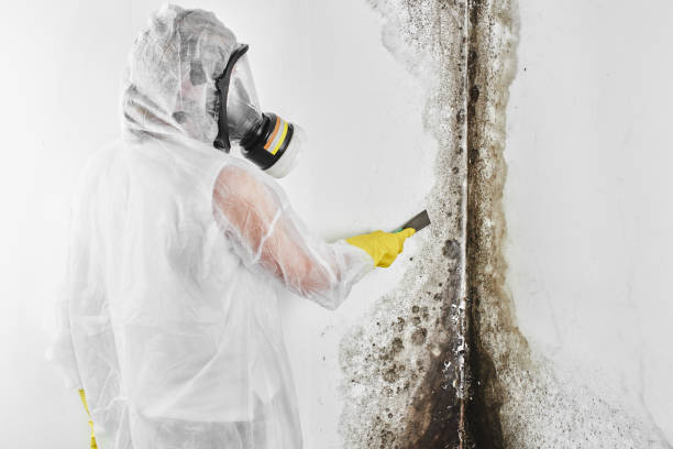 Best Certified Mold Removal  in Waianae, HI