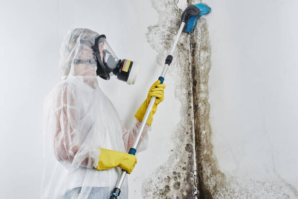 Best Commercial Mold Removal  in Waianae, HI