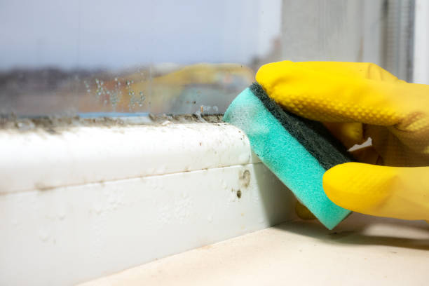 Best Attic Mold Removal  in Waianae, HI