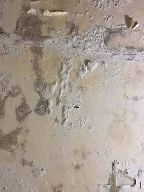Best Mold Remediation  in Waianae, HI